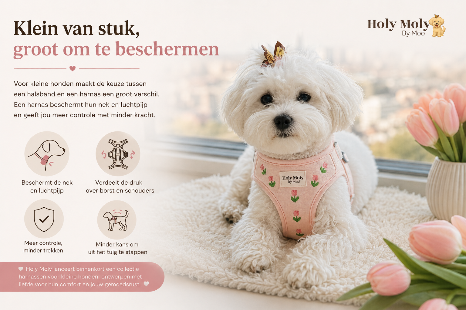 Harnas of halsband voor een kleine hond: wat is veiliger en waarom kies je wat?