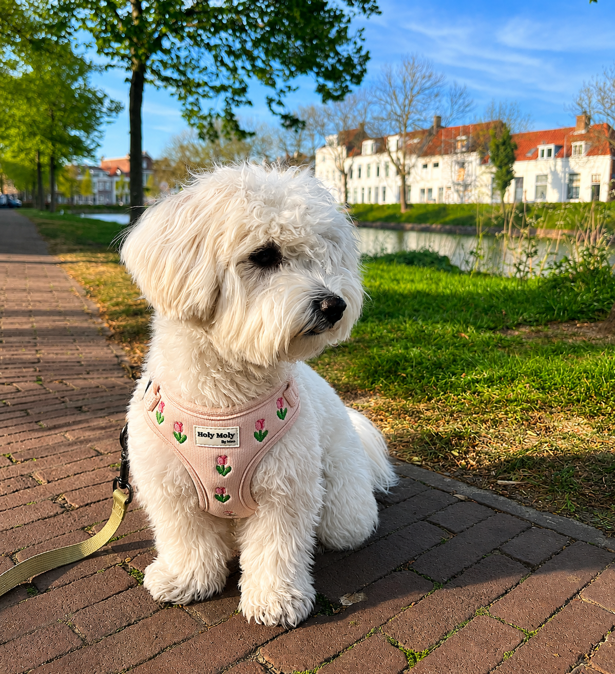 Waar je op let als je een harnas koopt voor een kleine hond