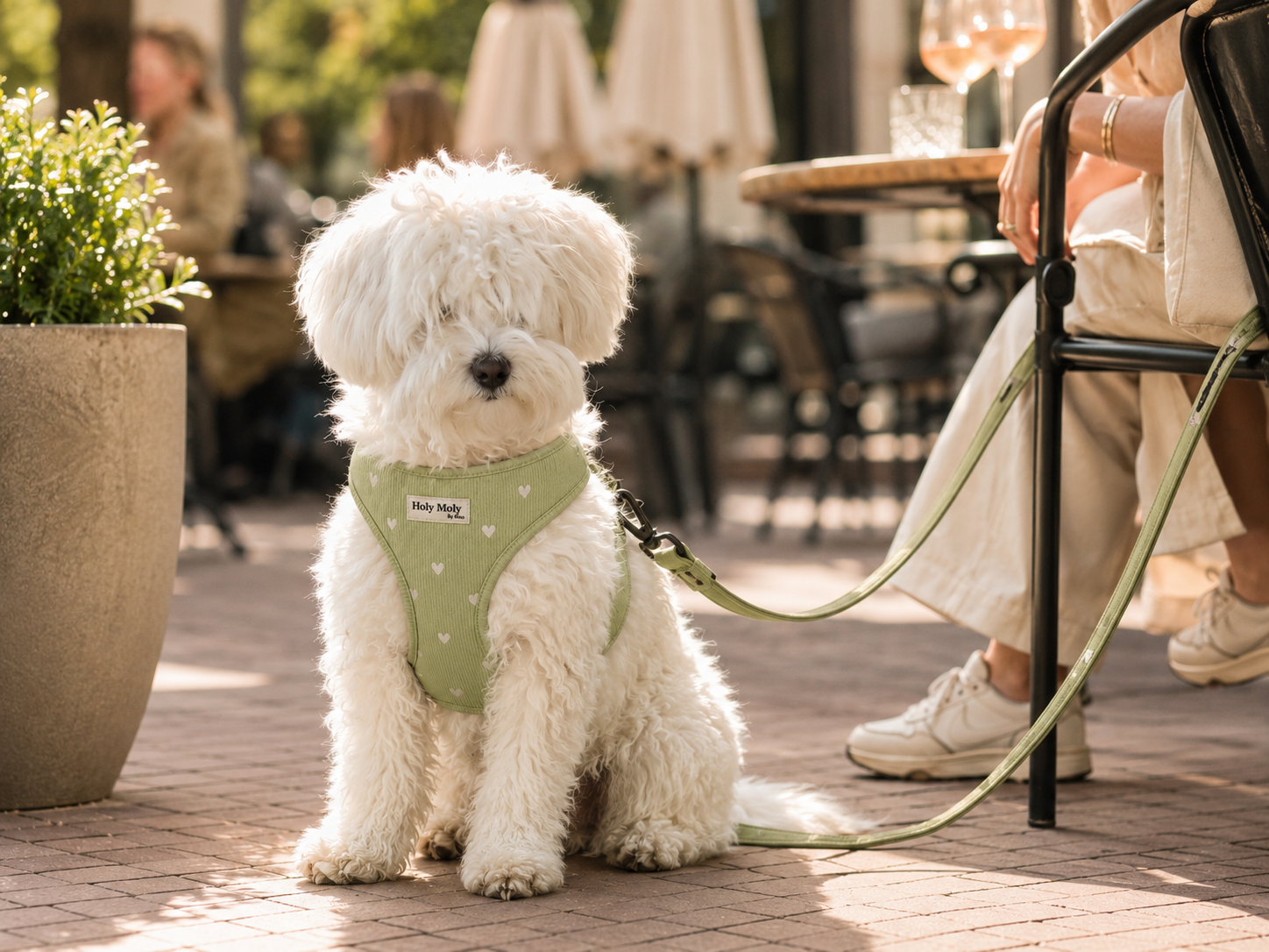 Op het terras met je hond: zo wordt het een succes (voor jullie allebei)