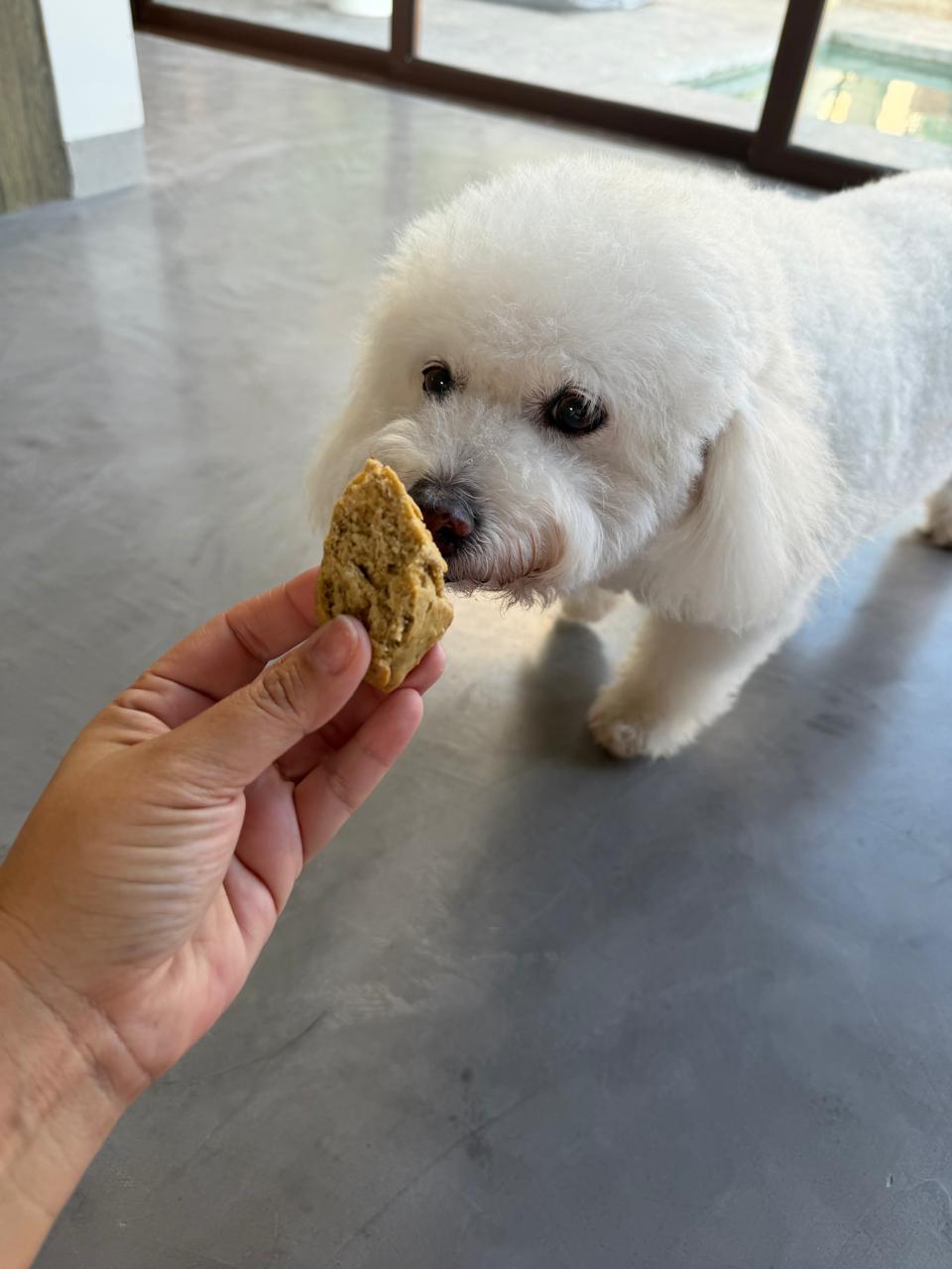 Gezonde hondenkoekjes bakken: zo maak je zelf koekjes, cake en pannenkoeken voor je hond