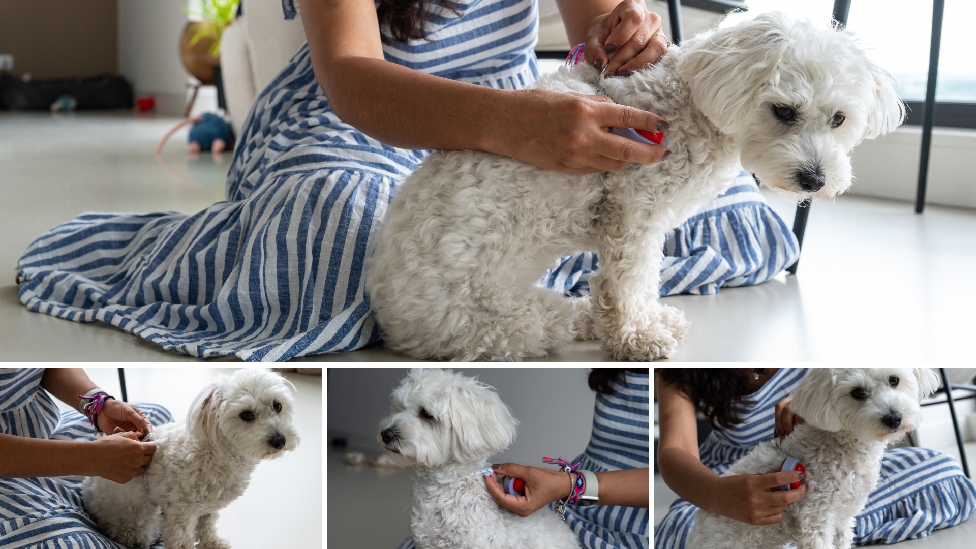 Hoe meet je een kleine hond op voor een goed passend harnas?
