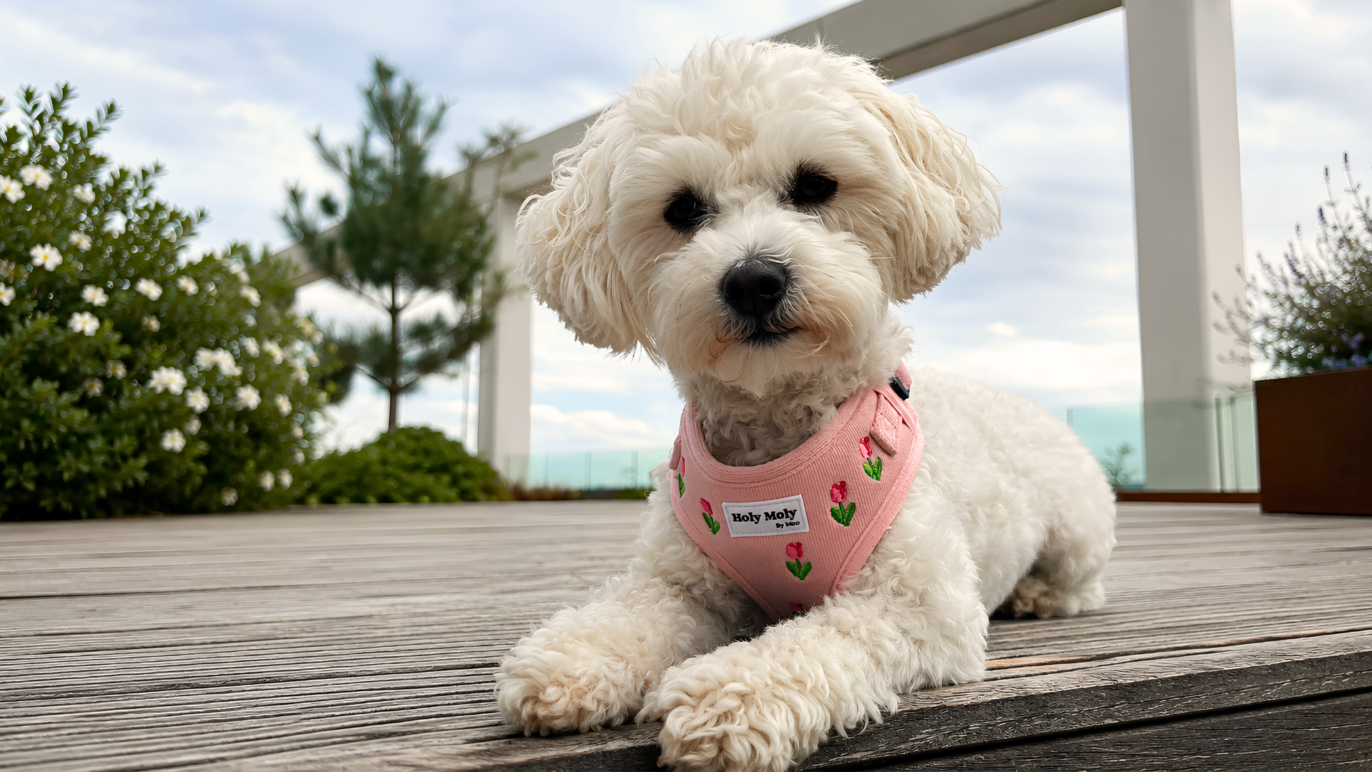 Welk tuigje past bij welk klein hondenras? Een praktische gids voor Maltipoo, Cavapoo, Bichon en meer
