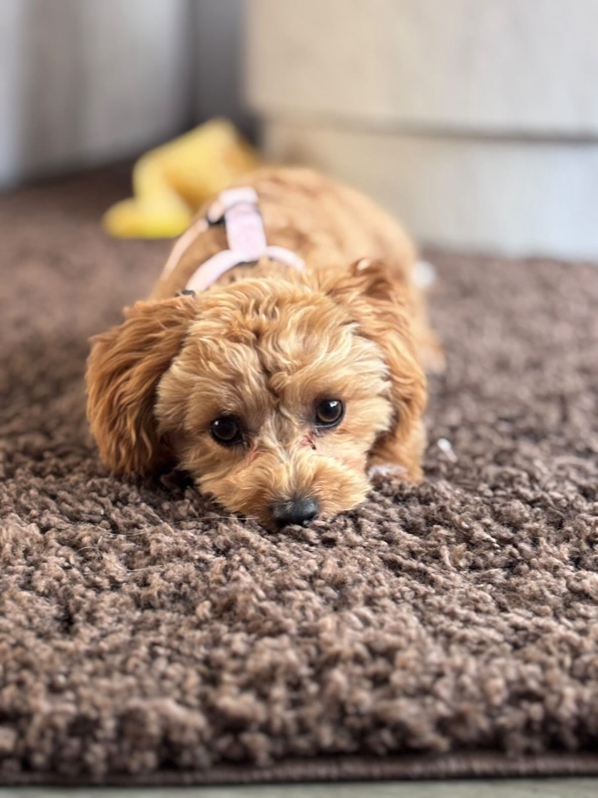 Waarom een goed harnas voor een kleine hond de dagelijkse wandeling comfortabeler en veiliger maakt