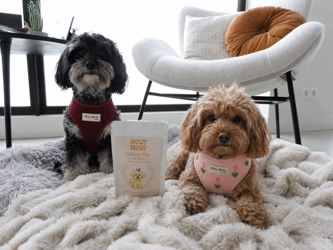 Waarom een harnas de slimste keuze is voor jouw kleine hond