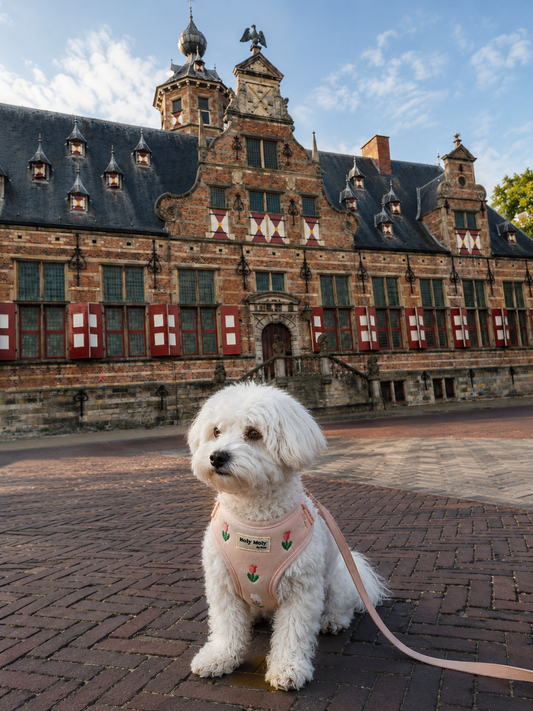 Moo en Middelburg