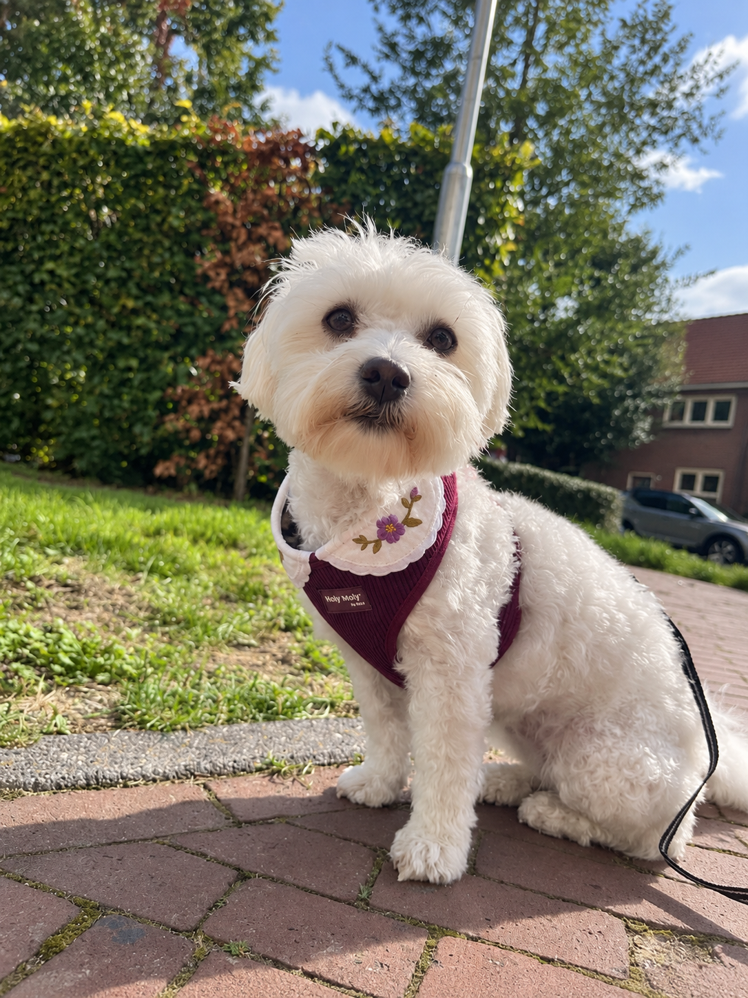 True Burgundy tuigje