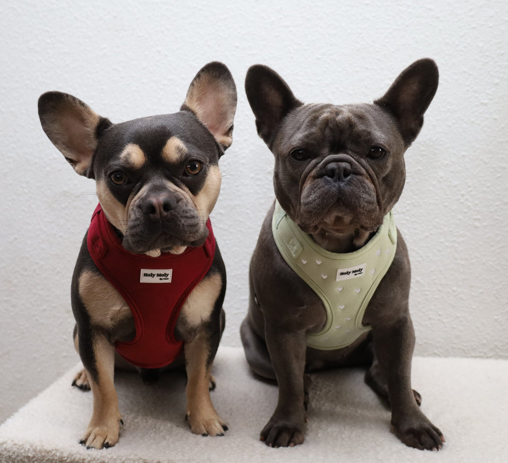 Twee Franse bulldogs naast elkaar, een in het bordeauxrode en een in het saliegroene tuigje
