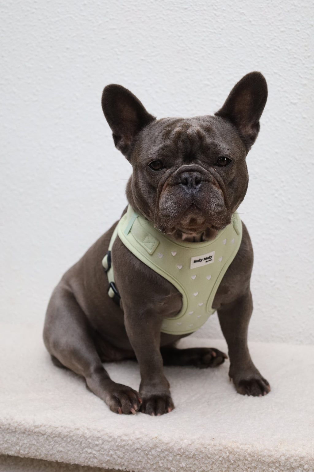 Een Franse bulldog draagt het saliegroene tuigje met witte hartjes