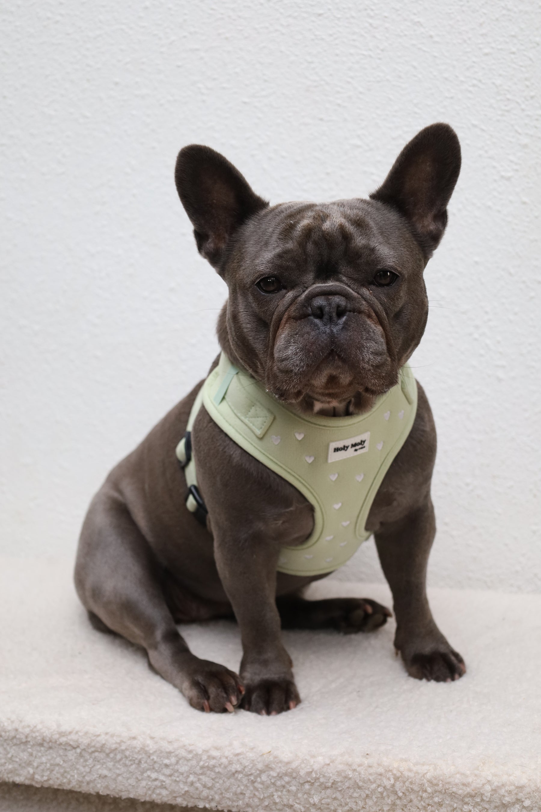 Een Franse bulldog draagt het saliegroene tuigje met witte hartjes
