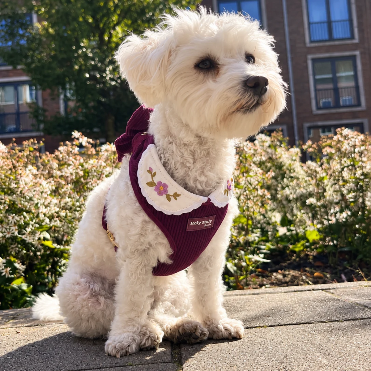 True Burgundy tuigje