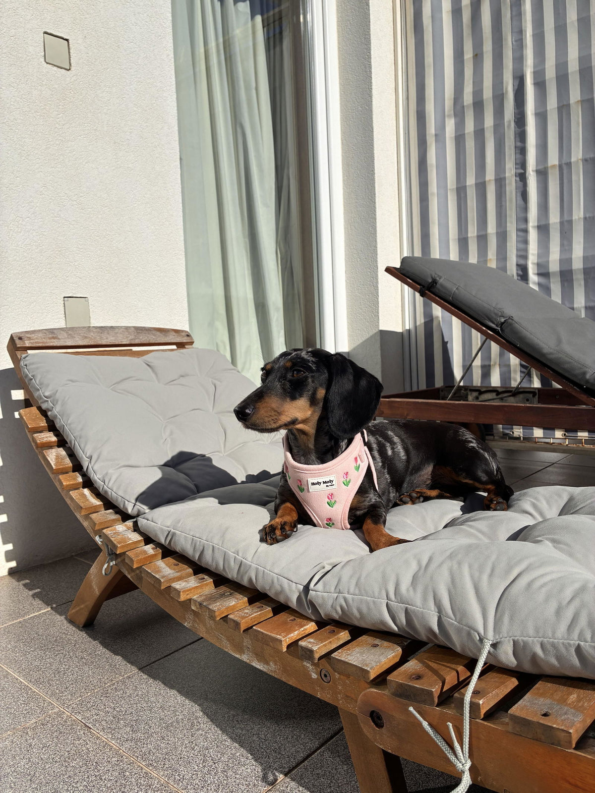 De hond van Lila in het Blossom-tuigje