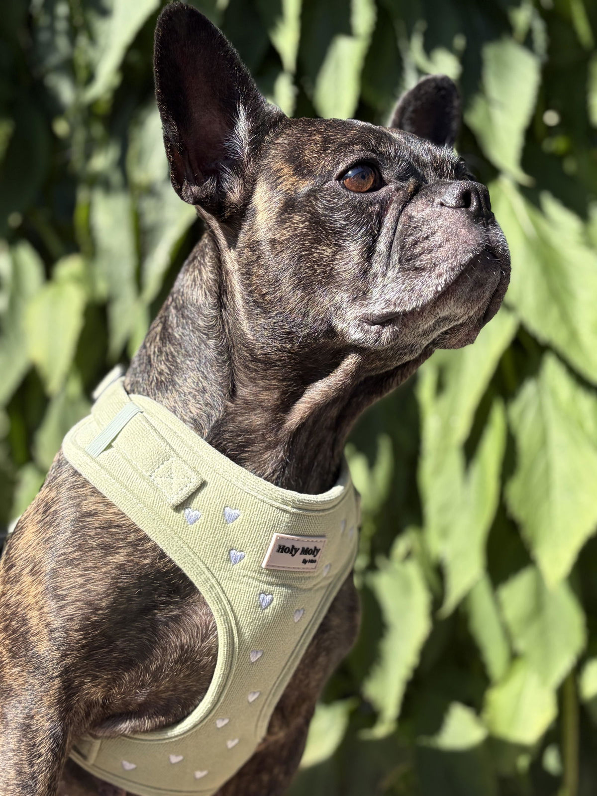 De Franse bulldog van Michelle in het Boho Hartjes-tuigje