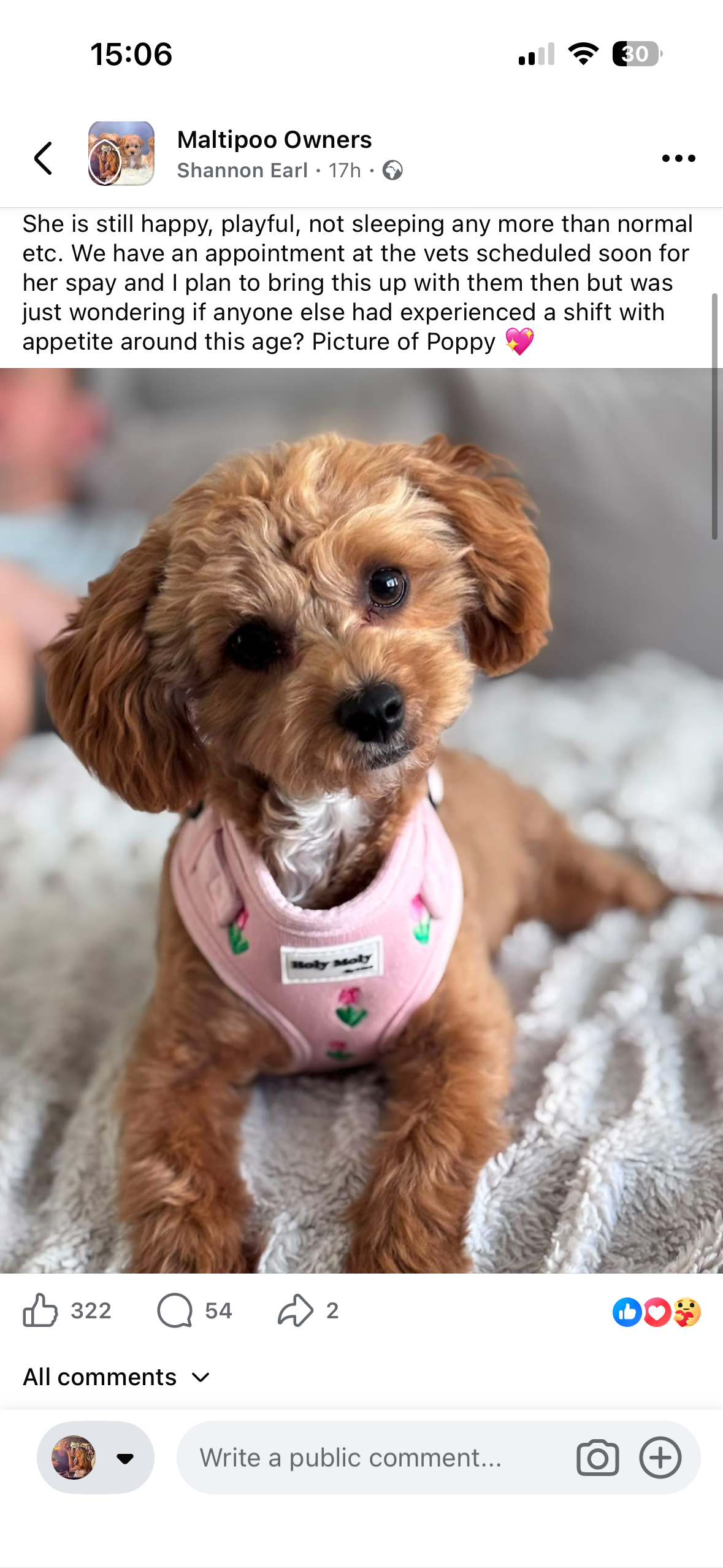 De hond van Shannon in het Blossom-tuigje