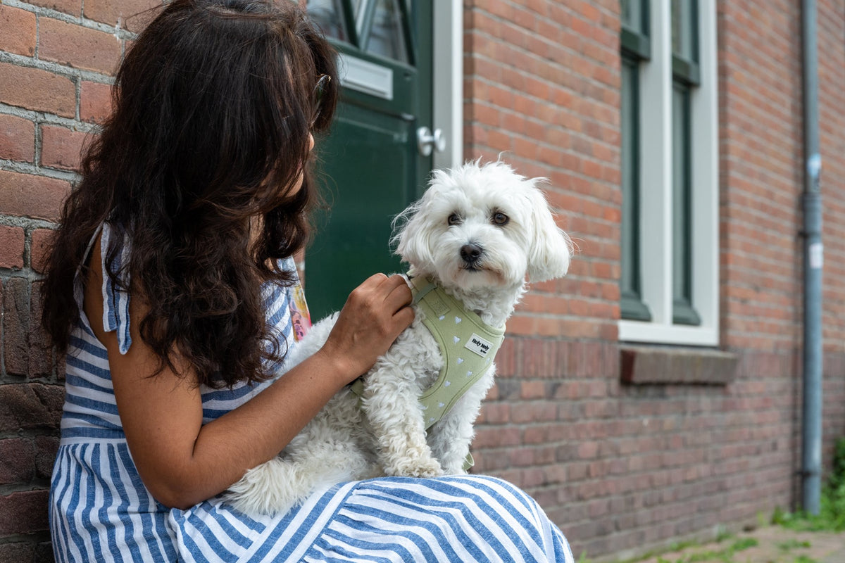 Carla doet Moo het saliegroene tuigje om voor een Nederlandse voordeur