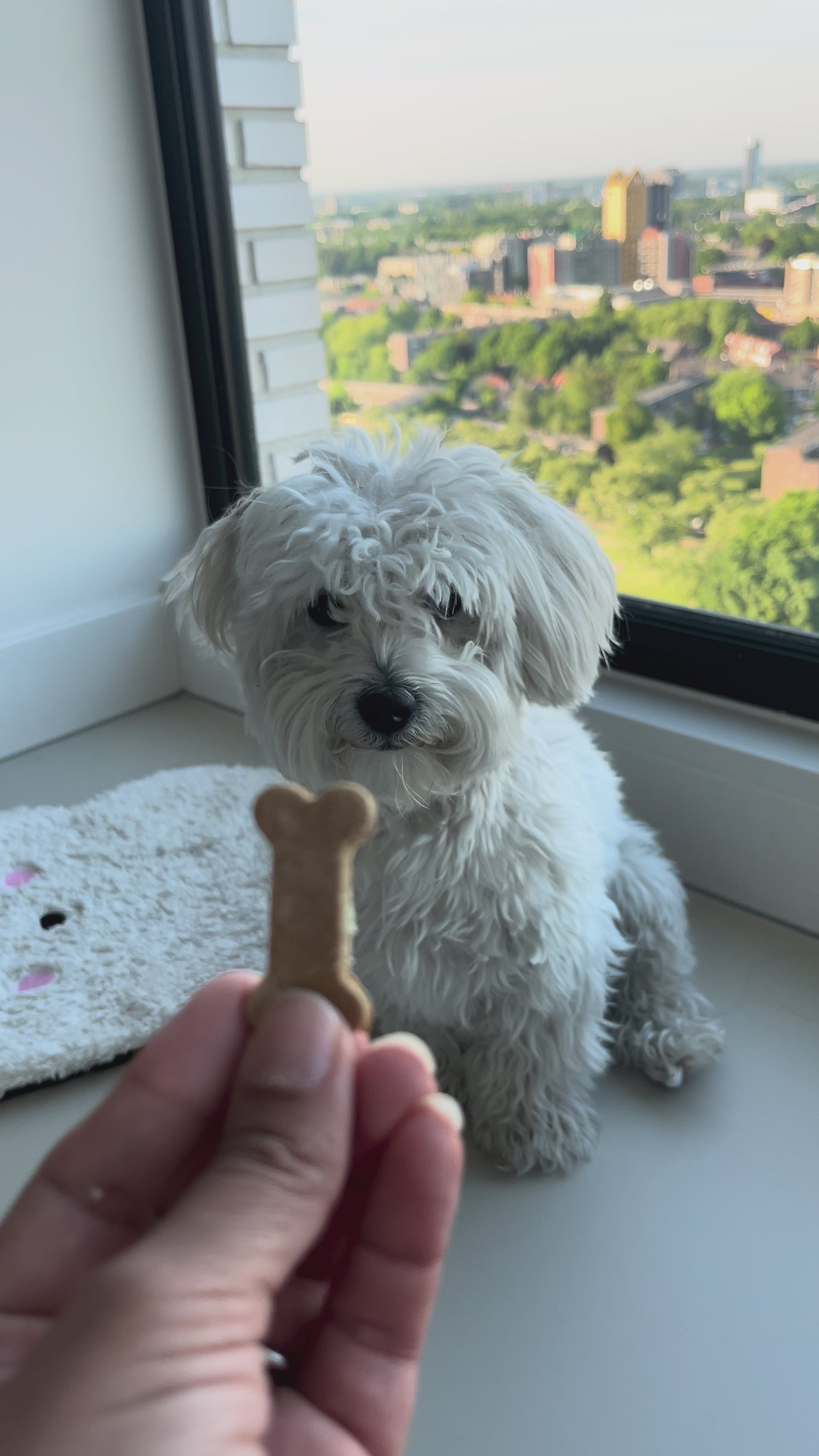 Bakmix voor honden